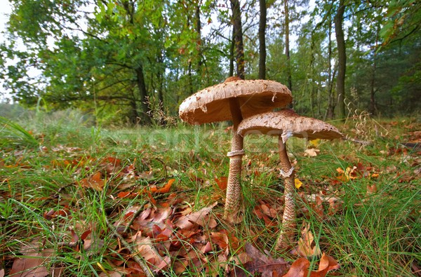 Parasol mushroom  Stock photo © LianeM
