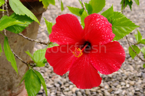 hibiscus 10 Stock photo © LianeM