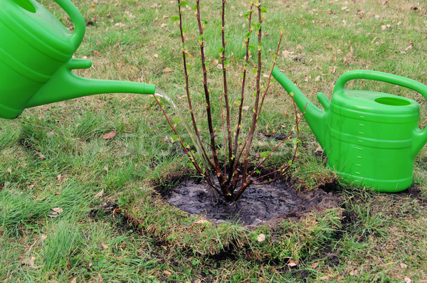 watering a shrub 06 Stock photo © LianeM