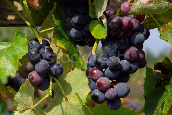Winogron 20 owoców ogród lata czarny Zdjęcia stock © LianeM