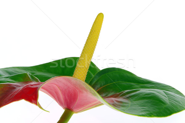 Flamingoblume - Anthurium 19 Stock photo © LianeM