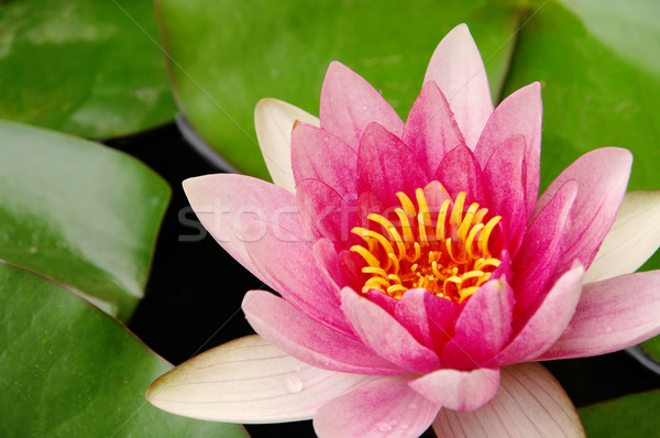 water lily 36 Stock photo © LianeM