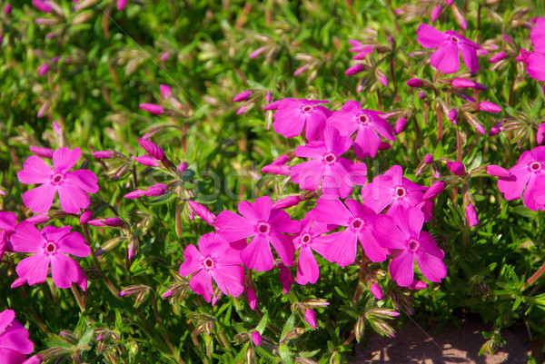 Moss Phlox 06 Stock photo © LianeM