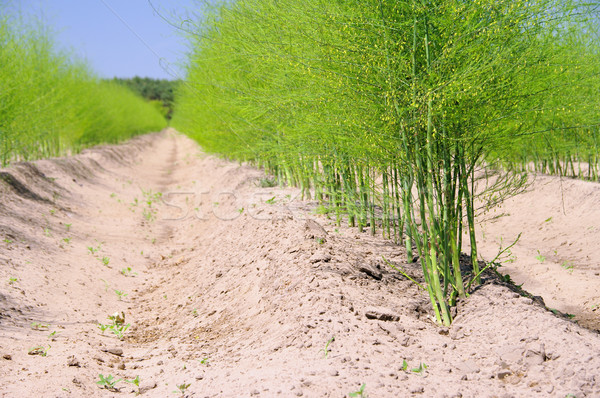 Stock photo: asparagus field 23