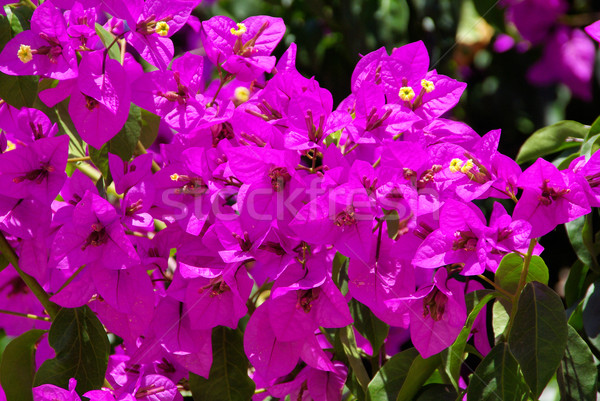 19 flor jardim cor rosa belo Foto stock © LianeM