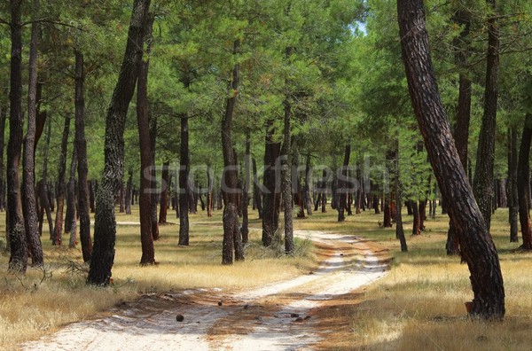 pine forest resin extraction 04 Stock photo © LianeM
