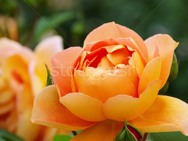 Gül austin turuncu güller yeşil sarı Stok fotoğraf © LianeM