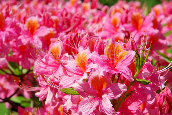 Azálea kert piros növény rózsaszín virág Stock fotó © LianeM