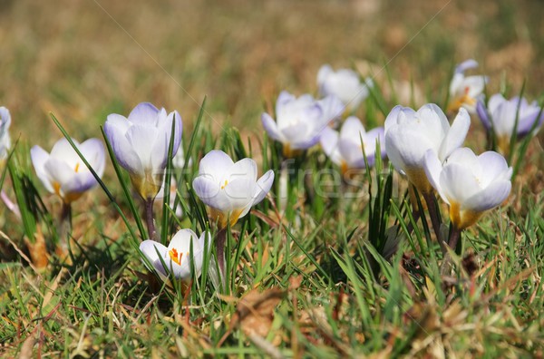 Crocus Stock photo © LianeM