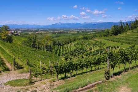 Friaul vineyards in summer Stock photo © LianeM
