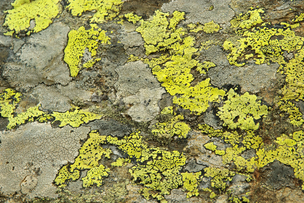 lichen 01 Stock photo © LianeM