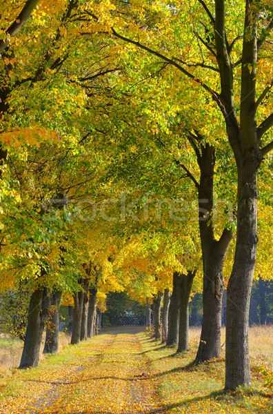 lime tree avenue 09 Stock photo © LianeM