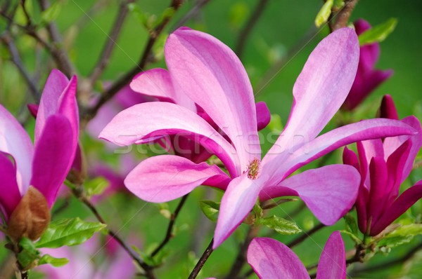 Magnolia 18 zielone parku oddziału fioletowy Zdjęcia stock © LianeM