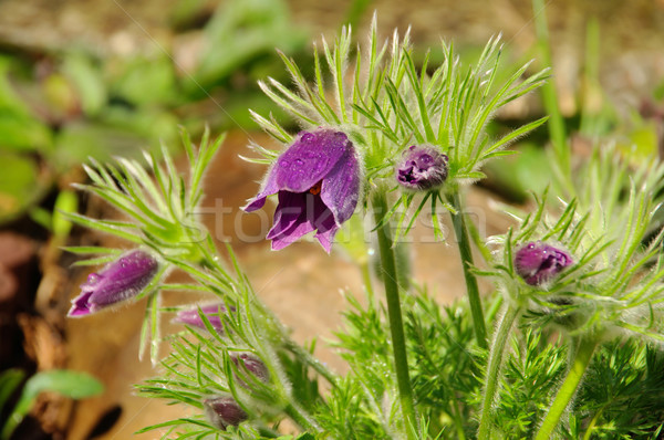 pasque flower 05 Stock photo © LianeM