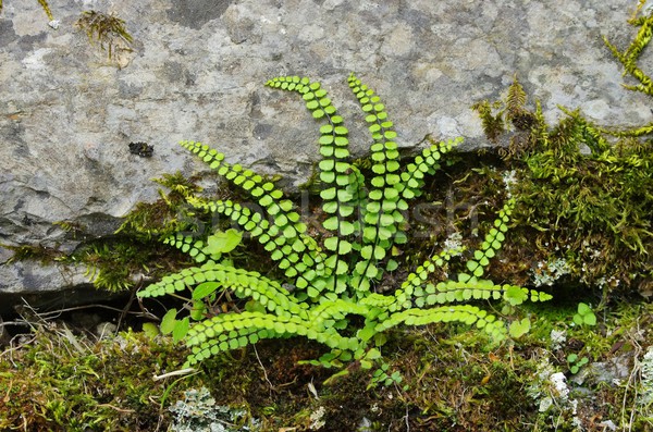 maidenhair spleenwort  Stock photo © LianeM