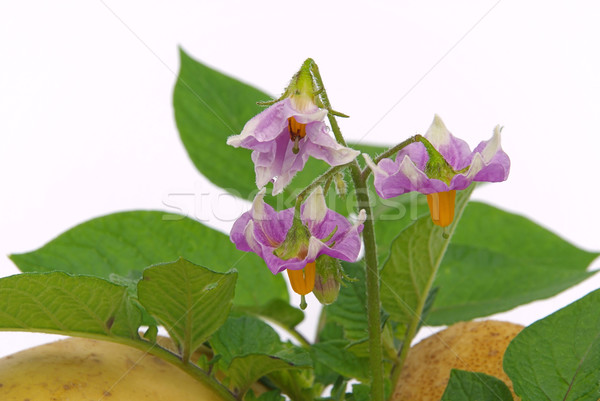 Kartoffel - potato 02 Stock photo © LianeM
