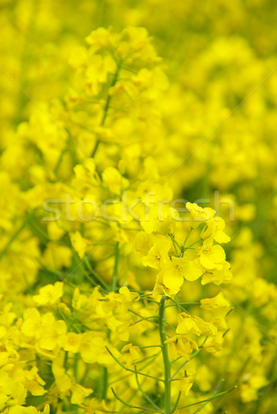 Rapeseed 27 Stock photo © LianeM