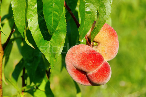 saturn peach 01 Stock photo © LianeM