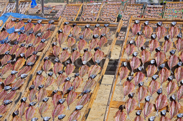 Stockfish 03 Stock photo © LianeM