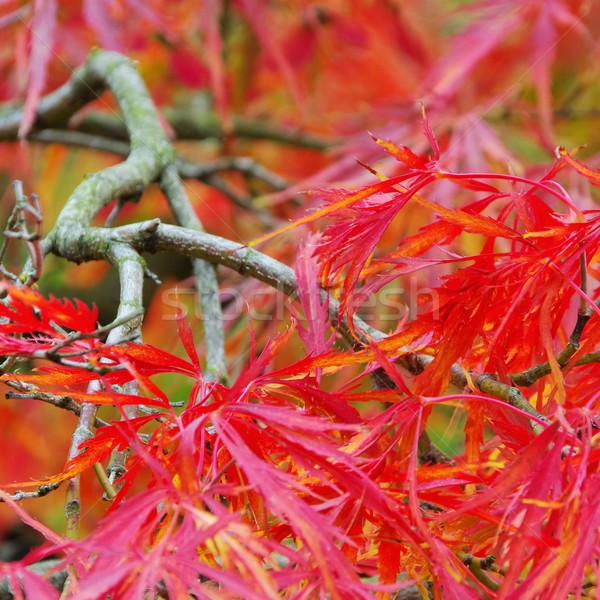 Arbre forêt jardin orange automne parc [[stock_photo]] © LianeM