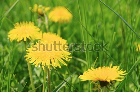 Diente de león flor primavera naturaleza hoja planta Foto stock © LianeM