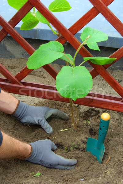 planting a kiwi plant 05 Stock photo © LianeM