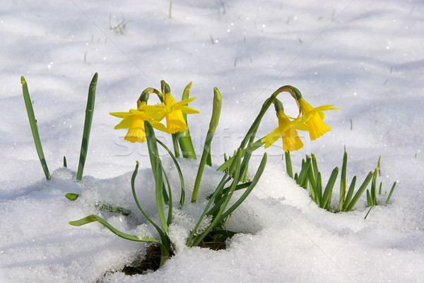 Narcis ijs groene winter plant Stockfoto © LianeM