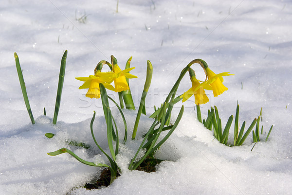 Stock foto: Narzisse · Eis · grünen · Winter · Anlage