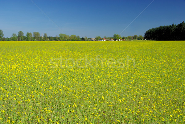 rape field and village 04 Stock photo © LianeM