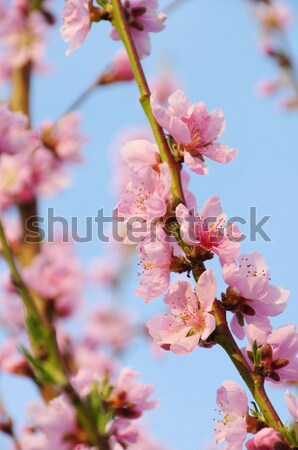 Bloem perzik boom natuur vruchten plant Stockfoto © LianeM
