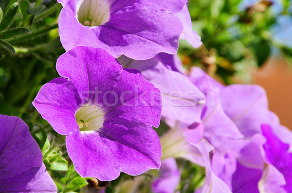petunia 12 Stock photo © LianeM