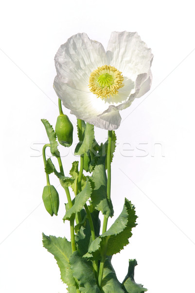 poppy 15 Stock photo © LianeM