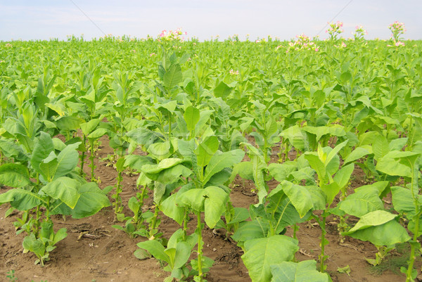 Bewerkt tabak veld bladeren planten landbouw Stockfoto © LianeM