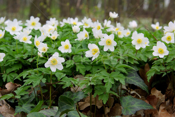 Anemone 29 Stock photo © LianeM