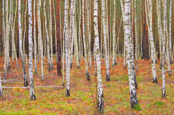 Betulla foresta panorama sfondo alberi verde Foto d'archivio © LianeM