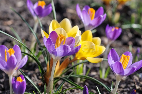 Foto stock: Açafrão · grama · jardim · inverno · planta · prado