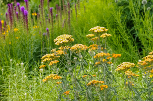 Fernleaf Yarrow in garden Stock photo © LianeM