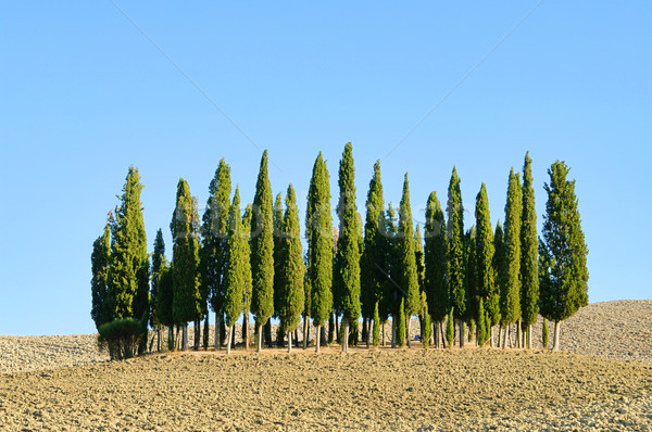Stockfoto: Toscane · bos · vallen · boom · landschap · zomer