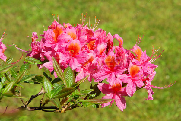 Azálea kert háttér növény rózsaszín virág Stock fotó © LianeM