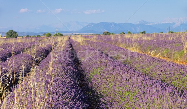 lavender field 94 Stock photo © LianeM