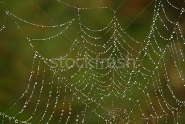 Spinnennetz Design grünen Herbst Spinne Drop Stock foto © LianeM