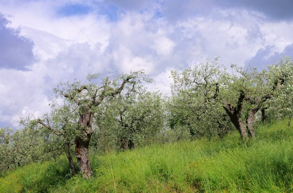 Toskana gökyüzü ağaç ahşap doğa Stok fotoğraf © LianeM