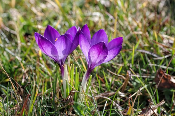 Crocus  Stock photo © LianeM