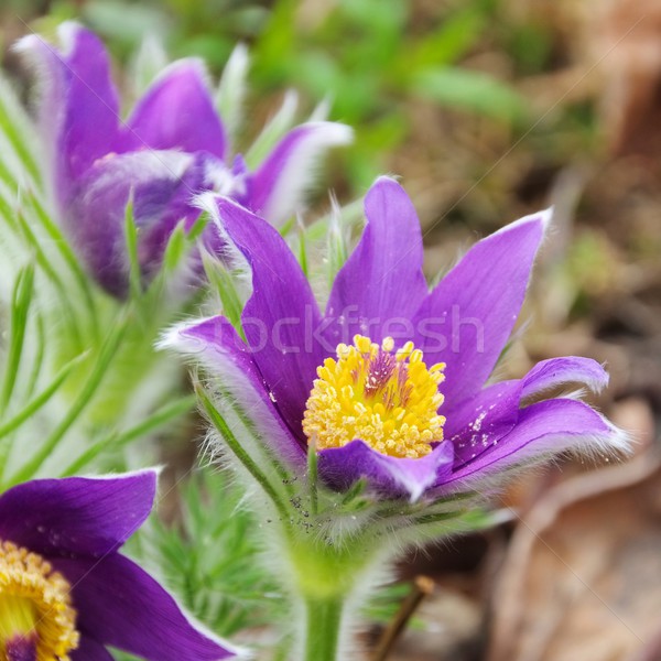pasque flower  Stock photo © LianeM
