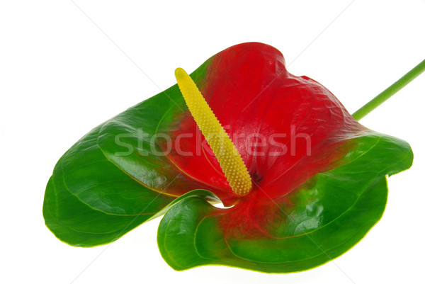 Flamingoblume - Anthurium 12 Stock photo © LianeM