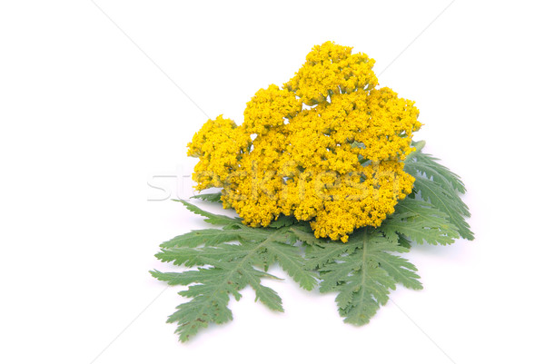 Yarrow 03 Stock photo © LianeM