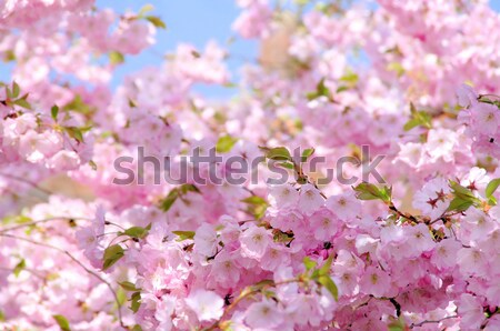 Cseresznyevirág 17 tavasz természet levél kert Stock fotó © LianeM