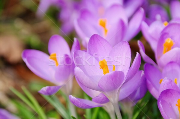 Crocus 74 Stock photo © LianeM