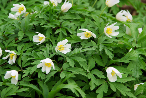 Anemone  Stock photo © LianeM