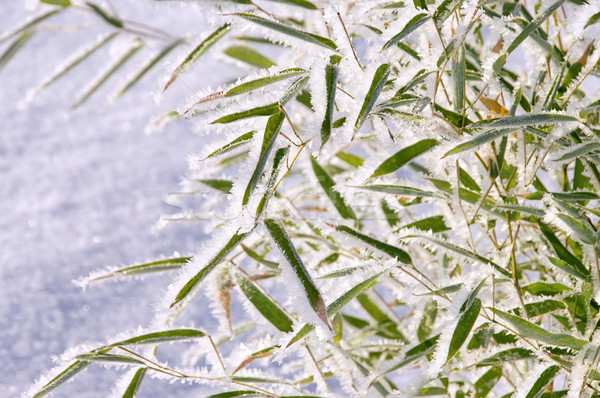 Bambus im Schnee - bamboo in snow 05 Stock photo © LianeM